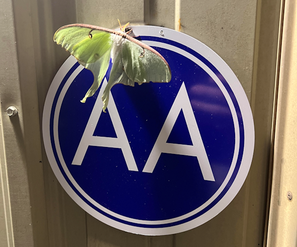 Amazing photo of a Luna Moth on an A.A. sign